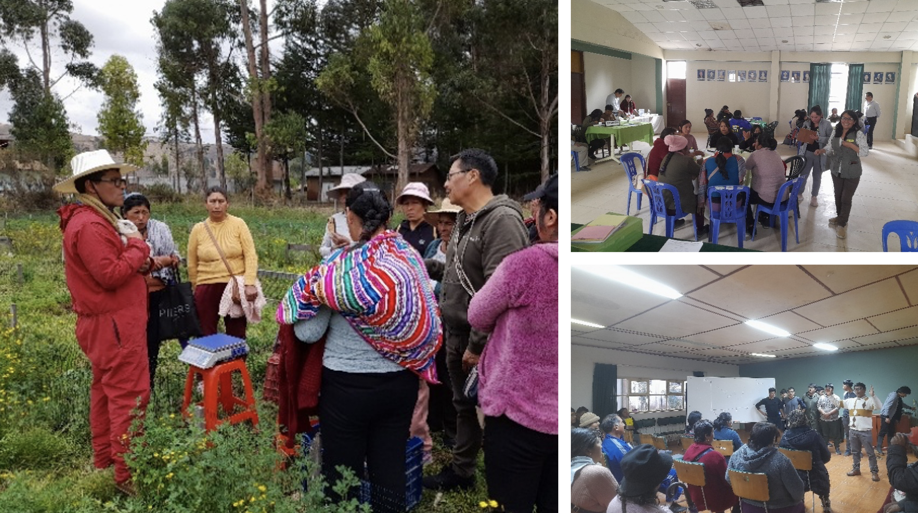 Trabajos en la asociación cooperativa de cuyes en Mantaro, miembro del GAL Jauja en Perú
